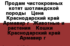 Продам чистокровных котят шотландской породы › Цена ­ 3 000 - Краснодарский край, Армавир г. Животные и растения » Кошки   . Краснодарский край,Армавир г.